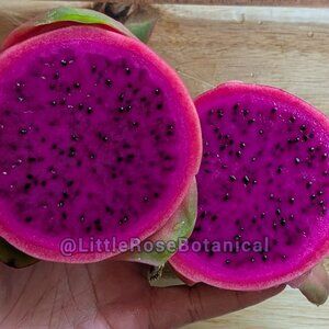 NOID Dragon Fruit Cutting 7" plus